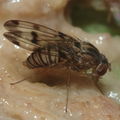 Drosophila reynoldsiae Manuwai 1118.jpg