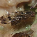 Drosophila reynoldsiae Manuwai 1119
