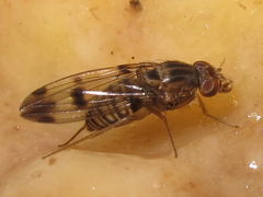 Drosophila reynoldsiae Manuwai 5169