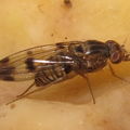 Drosophila reynoldsiae Manuwai 5169