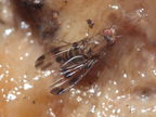 Drosophila sejuncta Kuia 1765