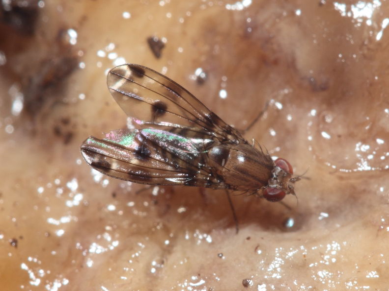 Drosophila sejuncta Kuia 1767.jpg