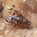 Drosophila sejuncta Kuia 1767