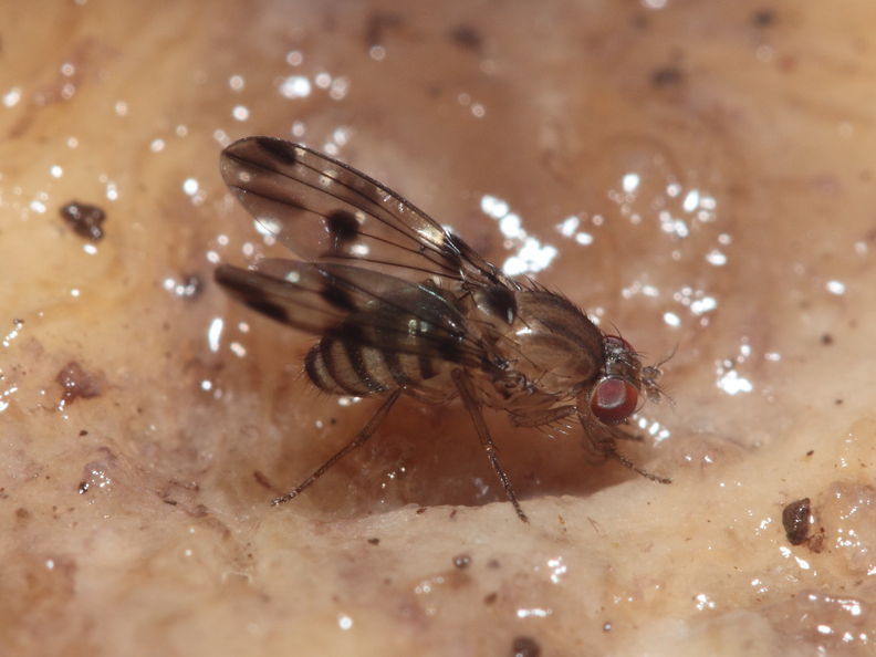 Drosophila sejuncta Kuia 1769
