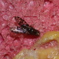 Drosophila setosimentum Stainback 0422