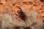 Drosophila setosimentum Stainback 3260