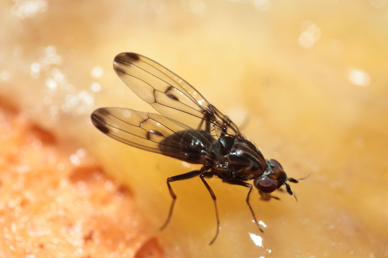 Drosophila silvestris Kahuku 5956.jpg