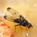 Drosophila silvestris Kahuku 5956