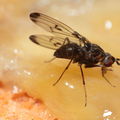 Drosophila silvestris Kahuku 5959