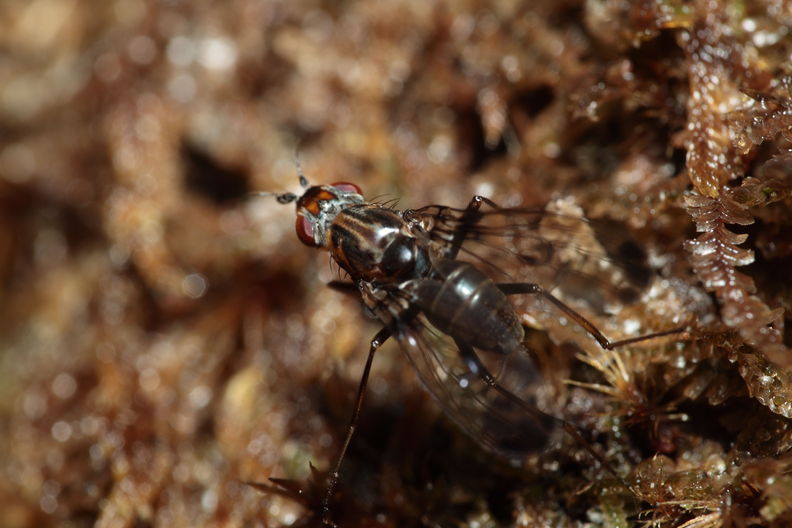 Drosophila silvestris Kahuku 5963.jpg