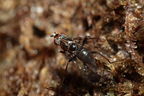 Drosophila silvestris Kahuku 5963
