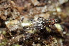 Drosophila silvestris Kahuku 5964