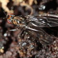 Drosophila silvestris Kahuku 5965