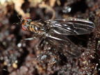 Drosophila silvestris Kahuku 5965