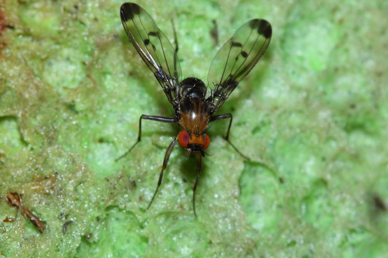 Drosophila silvestris Kilohana 0687.jpg