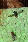 Drosophila silvestris Kilohana 0688