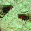 Drosophila silvestris Kilohana 0689