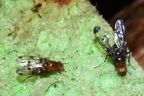 Drosophila silvestris Kilohana 0690