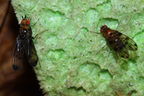 Drosophila silvestris Kilohana 0691