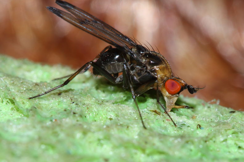 Drosophila silvestris Kilohana 0702.jpg