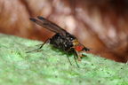 Drosophila silvestris Kilohana 0703