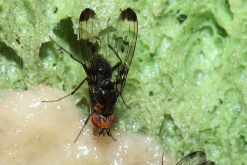 Drosophila silvestris Kilohana 5150.jpg