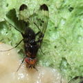 Drosophila silvestris Kilohana 5150.jpg