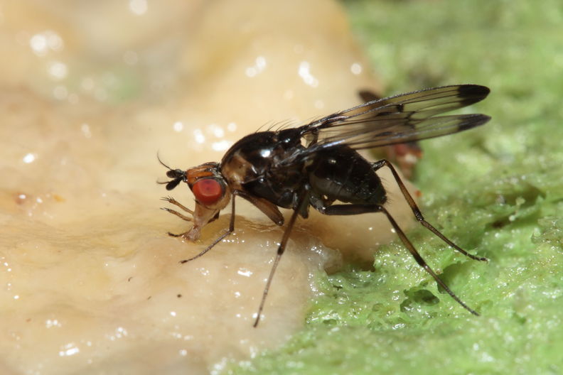 Drosophila silvestris Kilohana 5157.jpg
