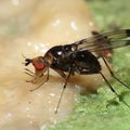 Drosophila silvestris Kilohana 5157