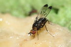Drosophila silvestris Kilohana 5161