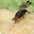 Drosophila silvestris Kilohana 5164