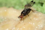 Drosophila silvestris Kilohana 5164