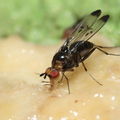 Drosophila silvestris Kilohana 5166