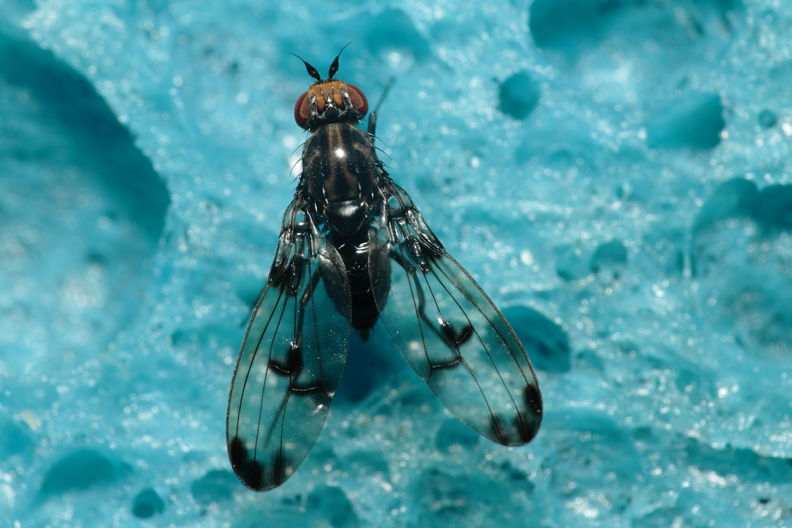Drosophila silvestris Kukuiopae 3436.jpg