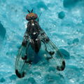 Drosophila silvestris Kukuiopae 3436
