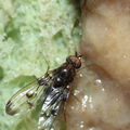 Drosophila silvestris Kukuiopae 3446