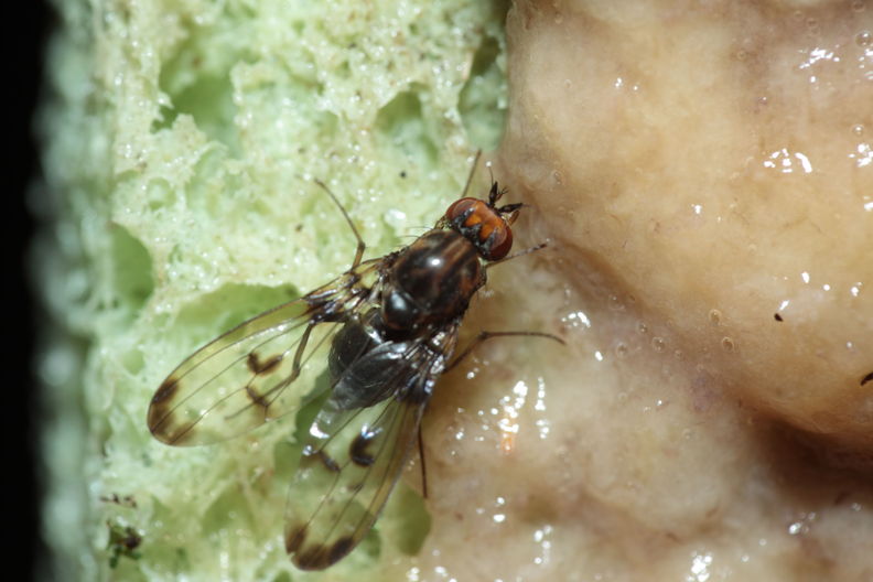 Drosophila silvestris Kukuiopae 3447