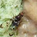 Drosophila silvestris Kukuiopae 3447
