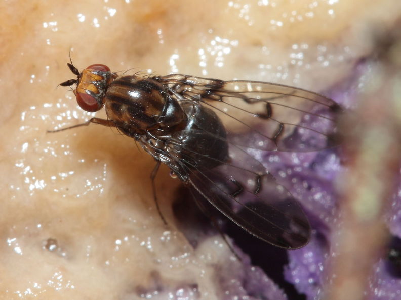 Drosophila silvestris Kukuiopae 7870.jpg