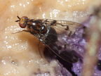 Drosophila silvestris Kukuiopae 7870
