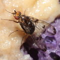 Drosophila silvestris Kukuiopae 7871