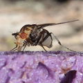 Drosophila silvestris Kukuiopae 7895