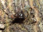 Drosophila silvestris Kukuiopae 7897