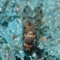 Drosophila sodomae Huewai 6829.jpg