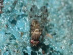 Drosophila sodomae Huewai 6829