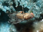 Drosophila sodomae Huewai 6832