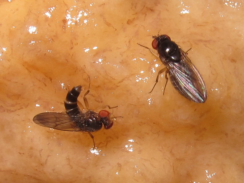 Drosophila sp courtship Koloa 5290
