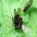 Drosophila sp dance Kilohana 5302.jpg
