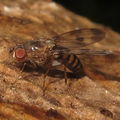 Drosophila sp Manuwai 5153