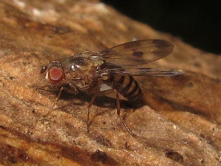 Drosophila sp Manuwai 5153